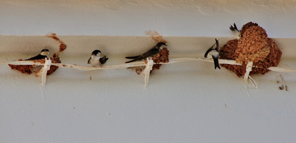 Foto: Vista del pueblo - Alte (Faro), Portugal