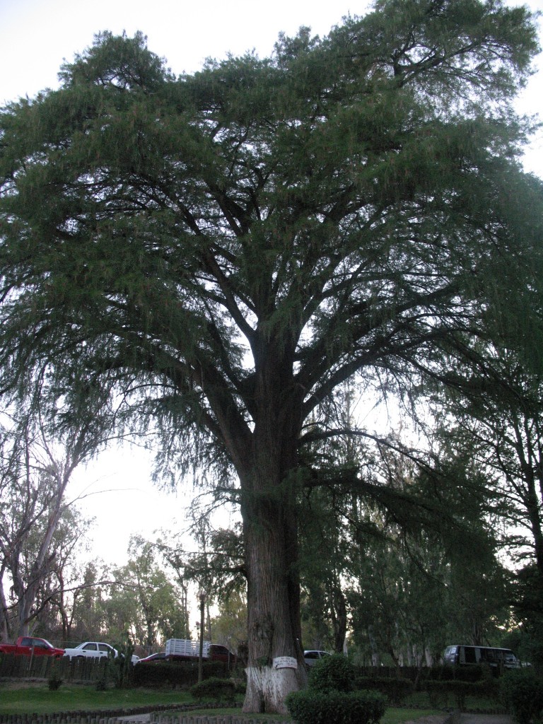 Foto: Parque Guadiana - Durango, México
