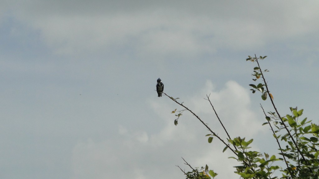 Foto de Cantón de Los Chiles, Reserva Caño Negro, y La Comunidad (Alajuela), Costa Rica