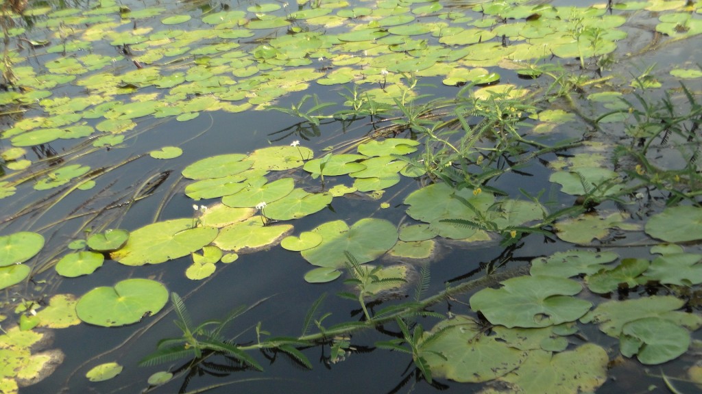 Foto de Cantón de Los Chiles, Reserva Caño Negro, y La Comunidad (Alajuela), Costa Rica