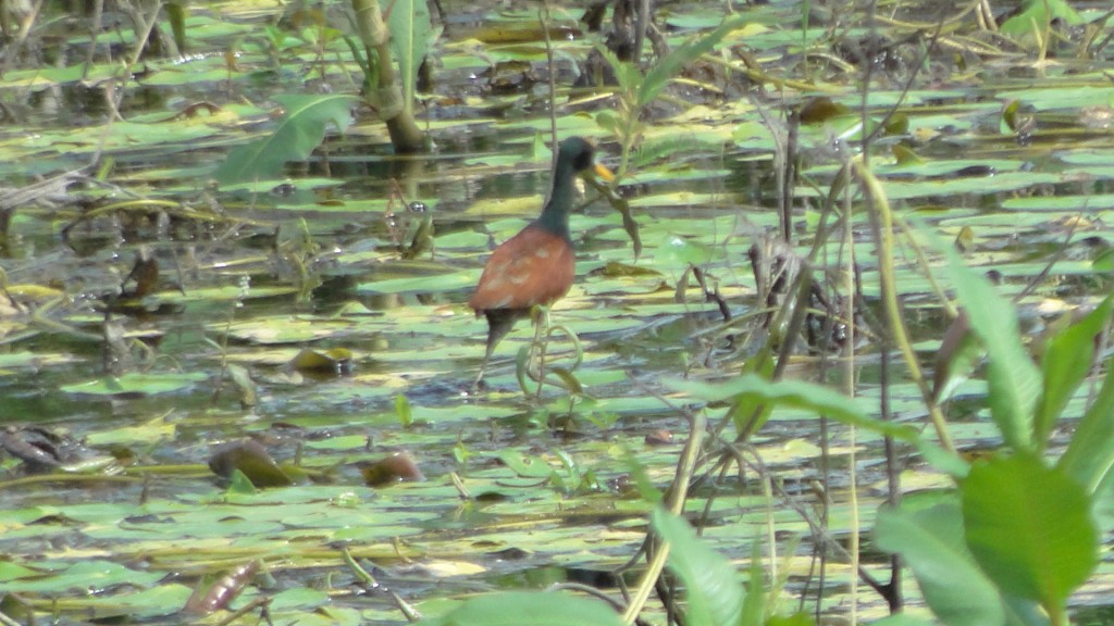 Foto de Cantón de Los Chiles, Reserva Caño Negro, y La Comunidad (Alajuela), Costa Rica