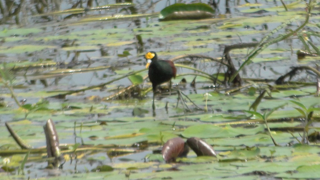 Foto de Cantón de Los Chiles, Reserva Caño Negro, y La Comunidad (Alajuela), Costa Rica
