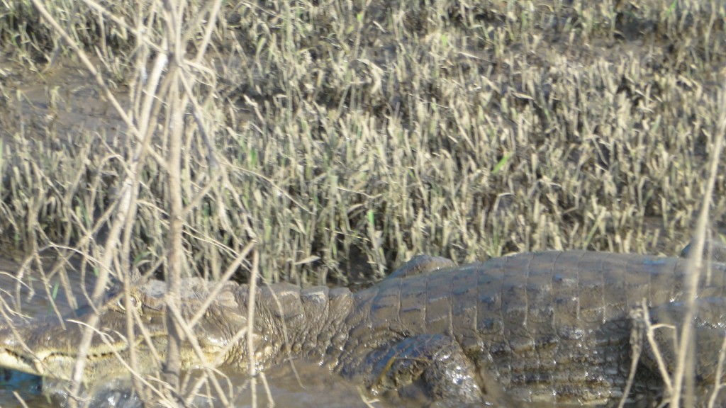 Foto de Cantón de Los Chiles, Reserva Caño Negro, y La Comunidad (Alajuela), Costa Rica