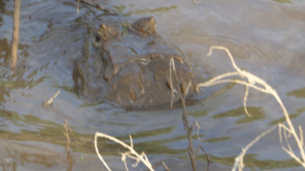 Foto de Cantón de Los Chiles, Reserva Caño Negro, y La Comunidad (Alajuela), Costa Rica