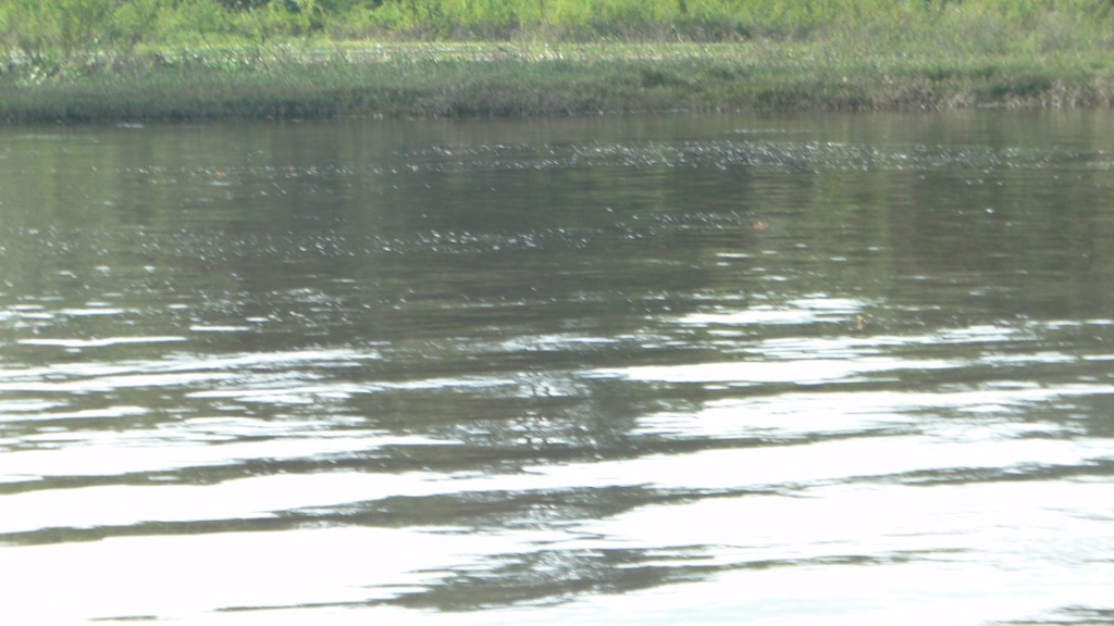 Foto de Cantón de Los Chiles, Reserva Caño Negro, y La Comunidad (Alajuela), Costa Rica