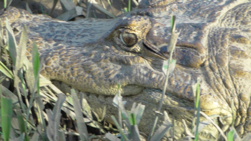 Foto de Cantón de Los Chiles, Reserva Caño Negro, y La Comunidad (Alajuela), Costa Rica