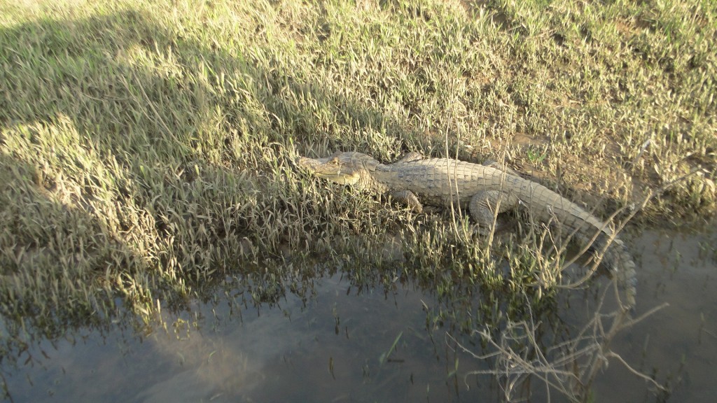 Foto de Cantón de Los Chiles, Reserva Caño Negro, y La Comunidad (Alajuela), Costa Rica