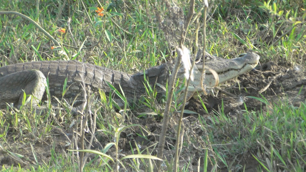 Foto de Cantón de Los Chiles, Reserva Caño Negro, y La Comunidad (Alajuela), Costa Rica