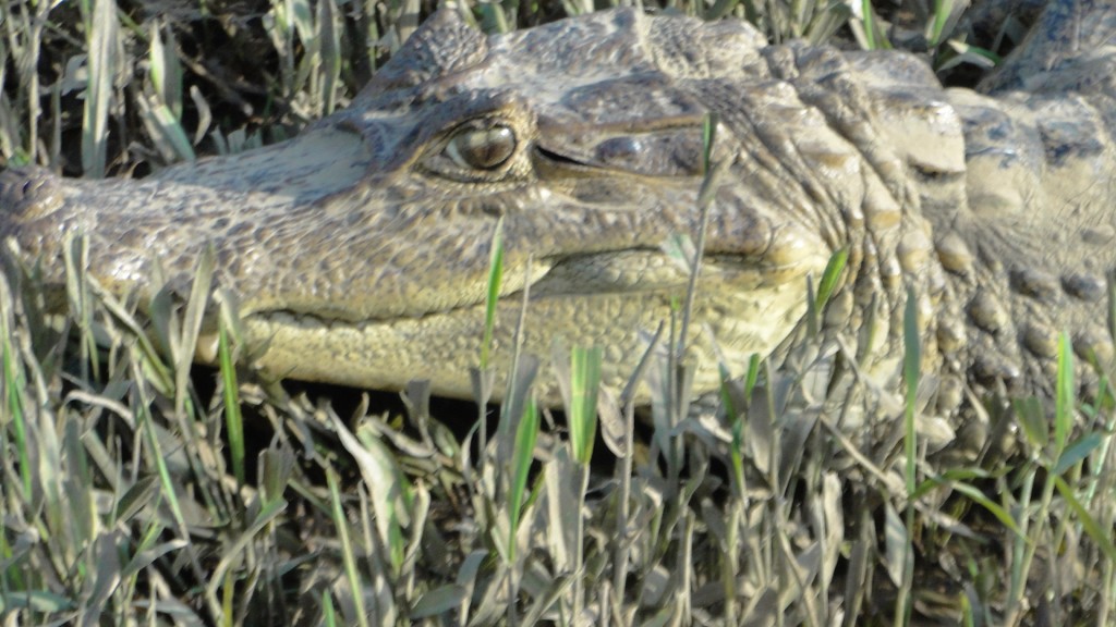 Foto de Cantón de Los Chiles, Reserva Caño Negro, y La Comunidad (Alajuela), Costa Rica