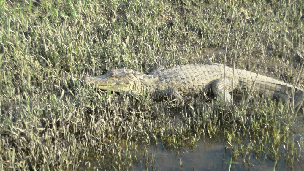 Foto de Cantón de Los Chiles, Reserva Caño Negro, y La Comunidad (Alajuela), Costa Rica
