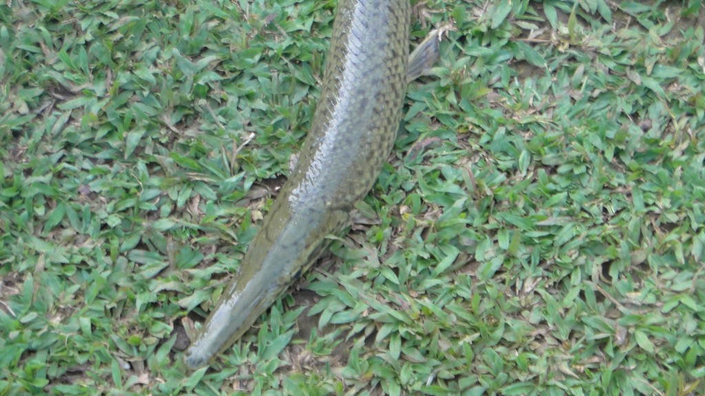 Foto de Cantón de Los Chiles, Reserva Caño Negro, y La Comunidad (Alajuela), Costa Rica