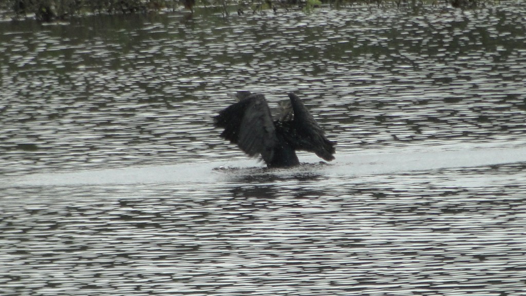 Foto de Cantón de Los Chiles, Reserva Caño Negro, y La Comunidad (Alajuela), Costa Rica