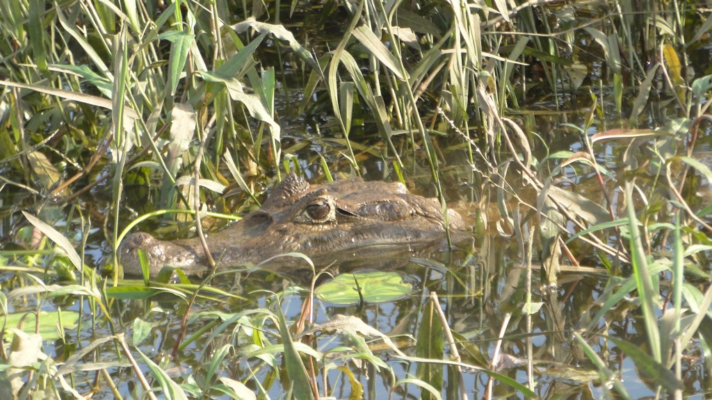 Foto de Cantón de Los Chiles, Reserva Caño Negro, y La Comunidad (Alajuela), Costa Rica
