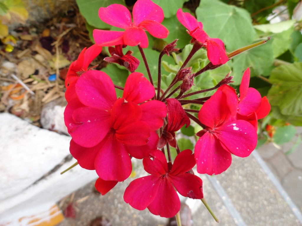 Foto: Flor - Patate (Tungurahua), Ecuador