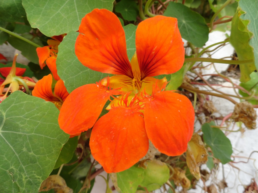 Foto: Flor - Patate (Tungurahua), Ecuador