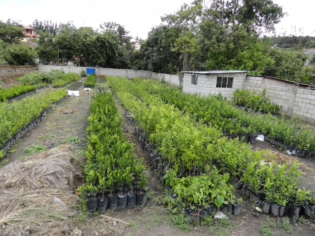 Foto: Vivero - Patate (Tungurahua), Ecuador