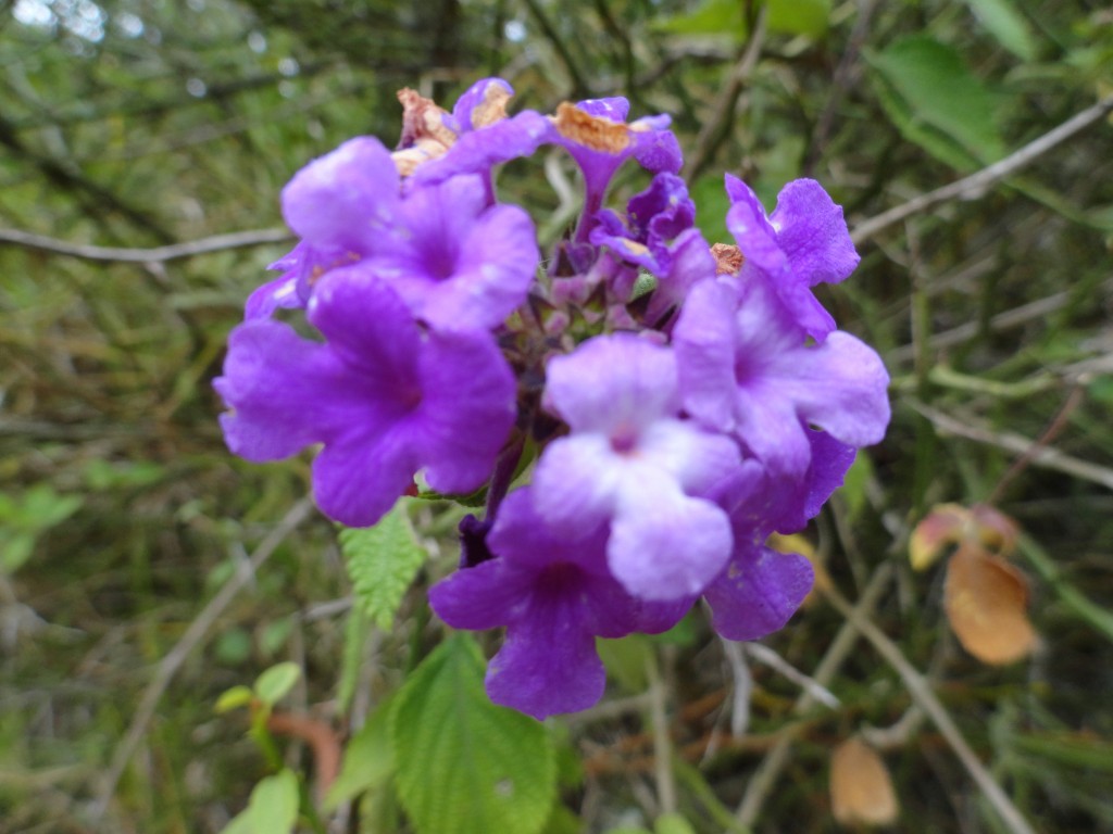 Foto: Flor - Patate (Tungurahua), Ecuador