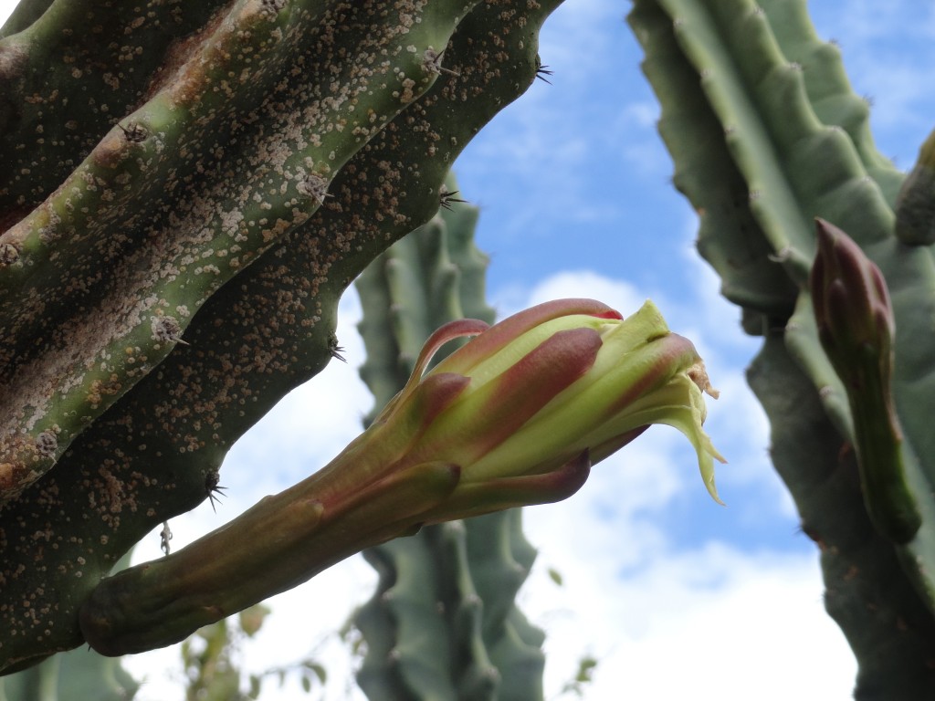Foto: Kactus - Patate (Tungurahua), Ecuador