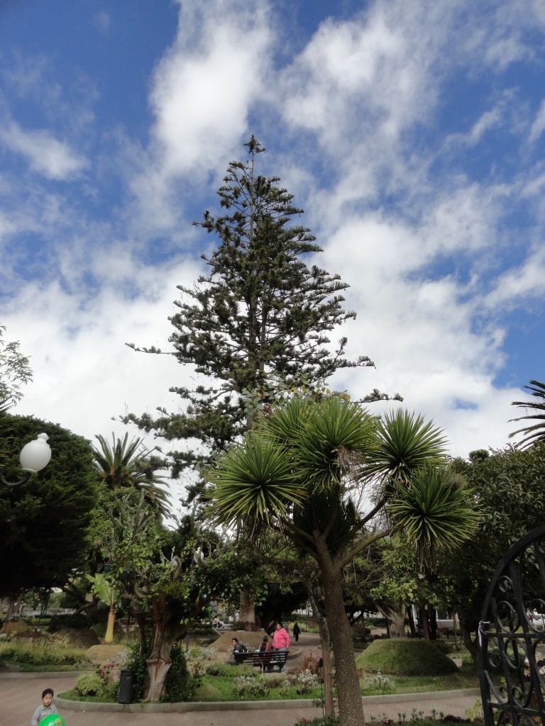Foto: Pino - Pillaro (Tungurahua), Ecuador