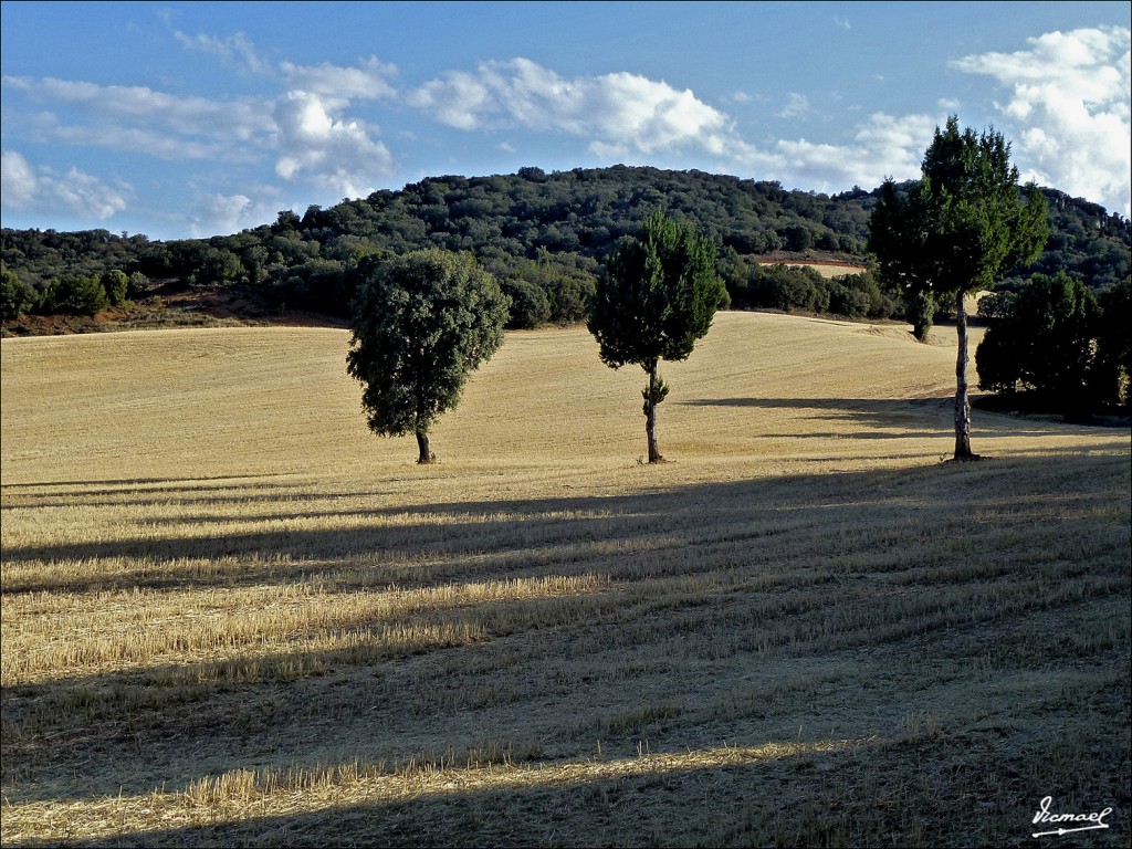 Foto: 120807-03 ALCONCHEL, EL OCINO - Alconchel De Ariza (Zaragoza), España