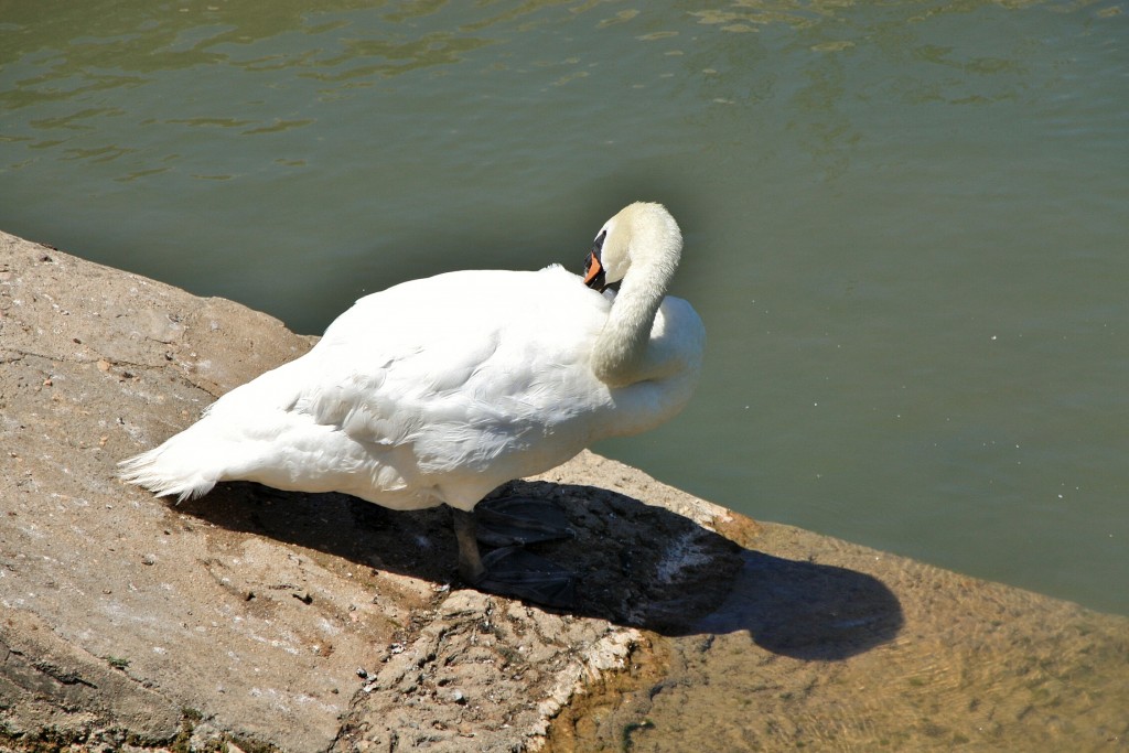 Foto: Rio Nabao - Tomar (Santarém), Portugal