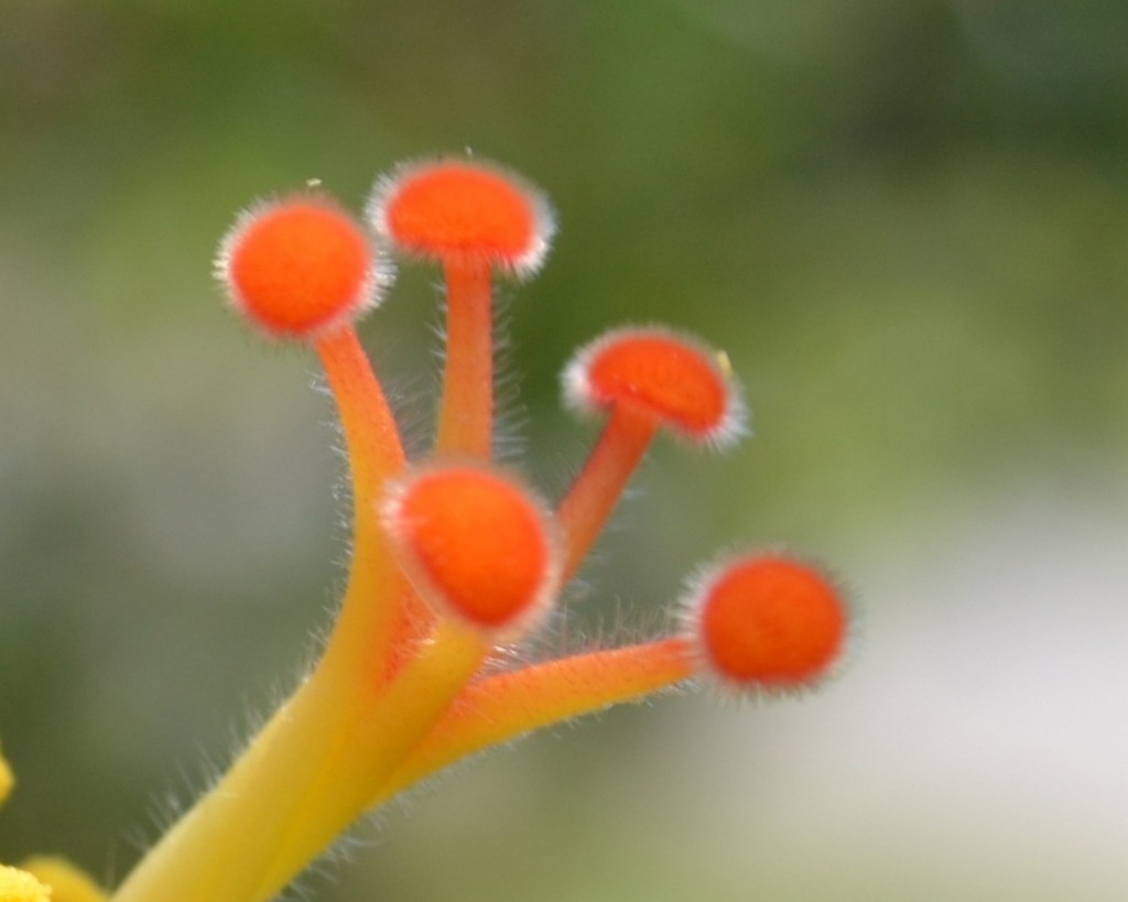 Foto: Petalos - Alajuela, Costa Rica