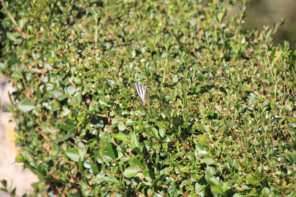 Foto: Mariposa - Ourém (Santarém), Portugal