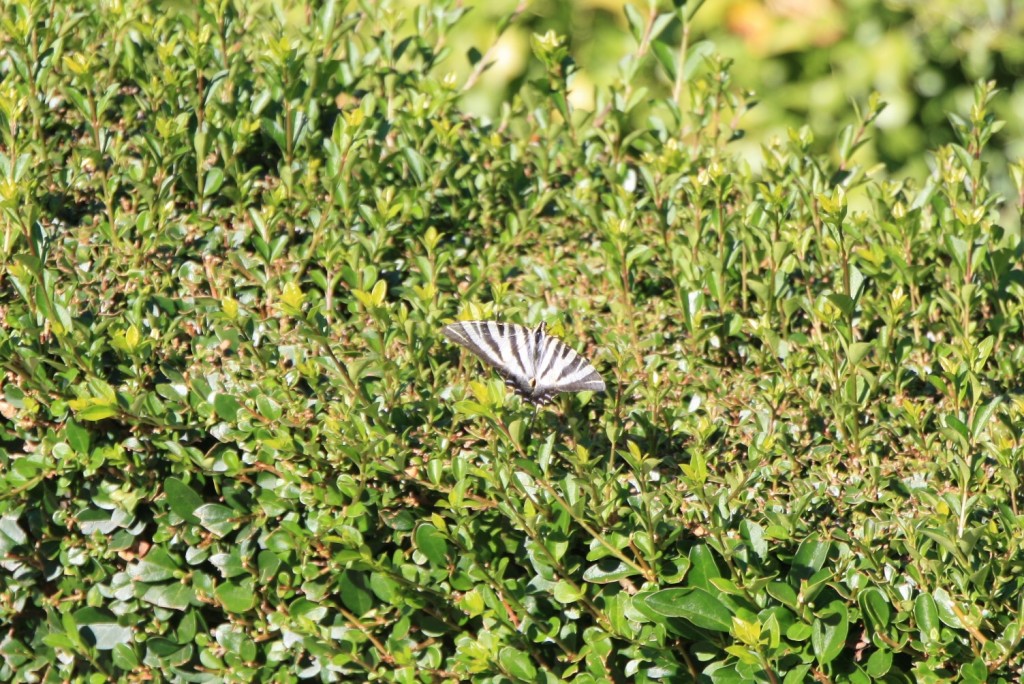 Foto: Mariposa - Ourém (Santarém), Portugal