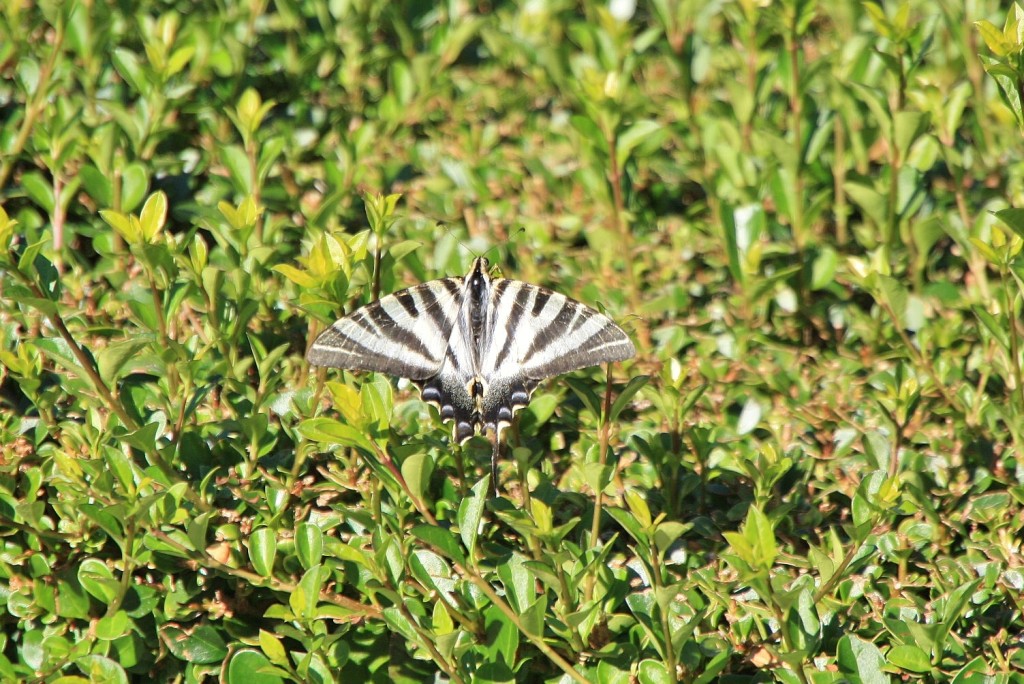 Foto: Mariposa - Ourém (Santarém), Portugal