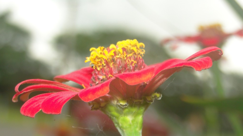 Foto de Upala (Alajuela), Costa Rica