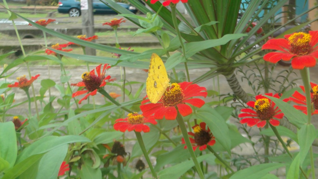 Foto de Upala (Alajuela), Costa Rica