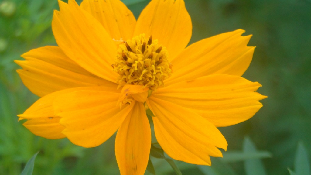 Foto de Upala (Alajuela), Costa Rica