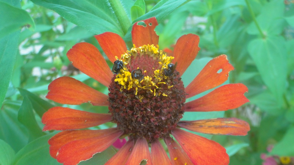 Foto de Upala (Alajuela), Costa Rica