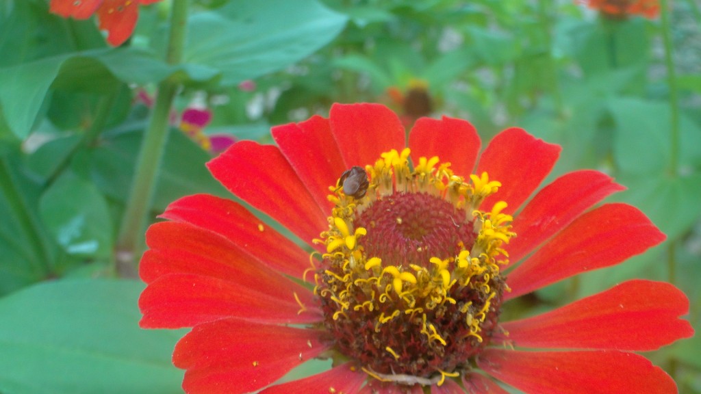 Foto de Upala (Alajuela), Costa Rica