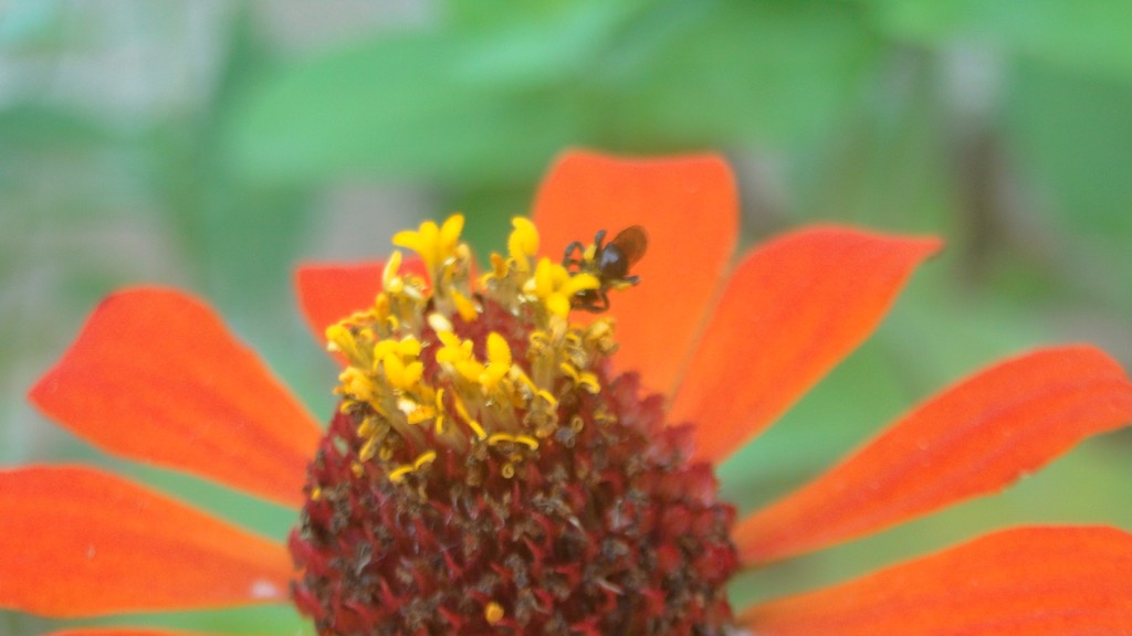 Foto de Upala (Alajuela), Costa Rica