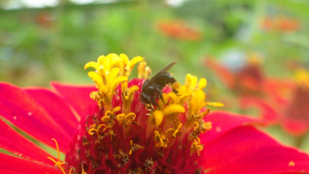 Foto de Upala (Alajuela), Costa Rica
