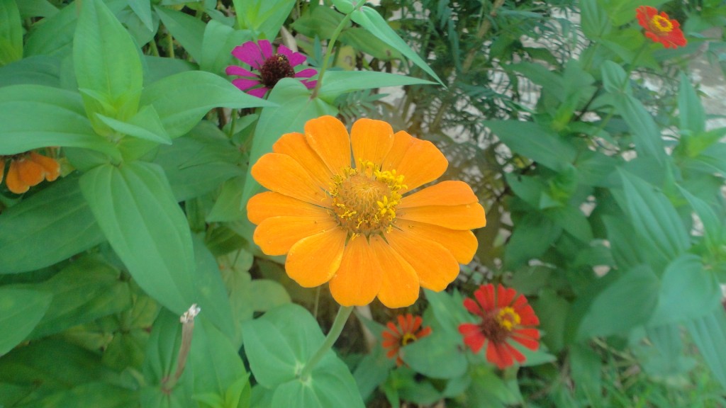 Foto de Upala (Alajuela), Costa Rica