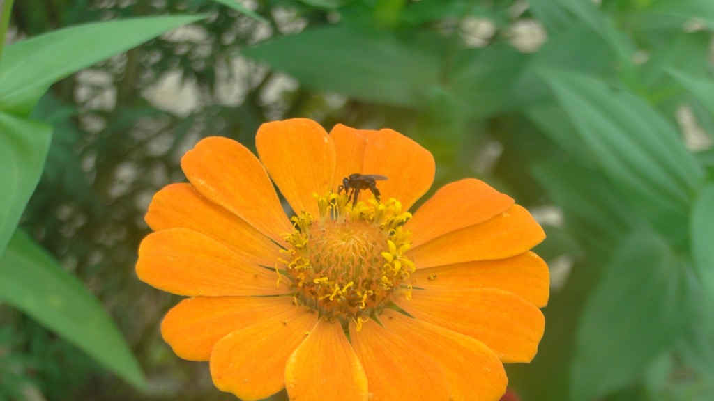 Foto de Upala (Alajuela), Costa Rica