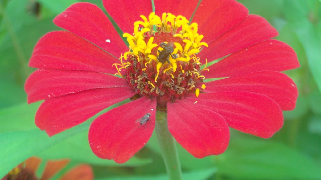 Foto de Upala (Alajuela), Costa Rica