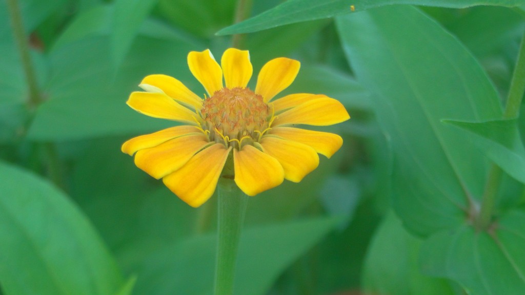 Foto de Upala (Alajuela), Costa Rica