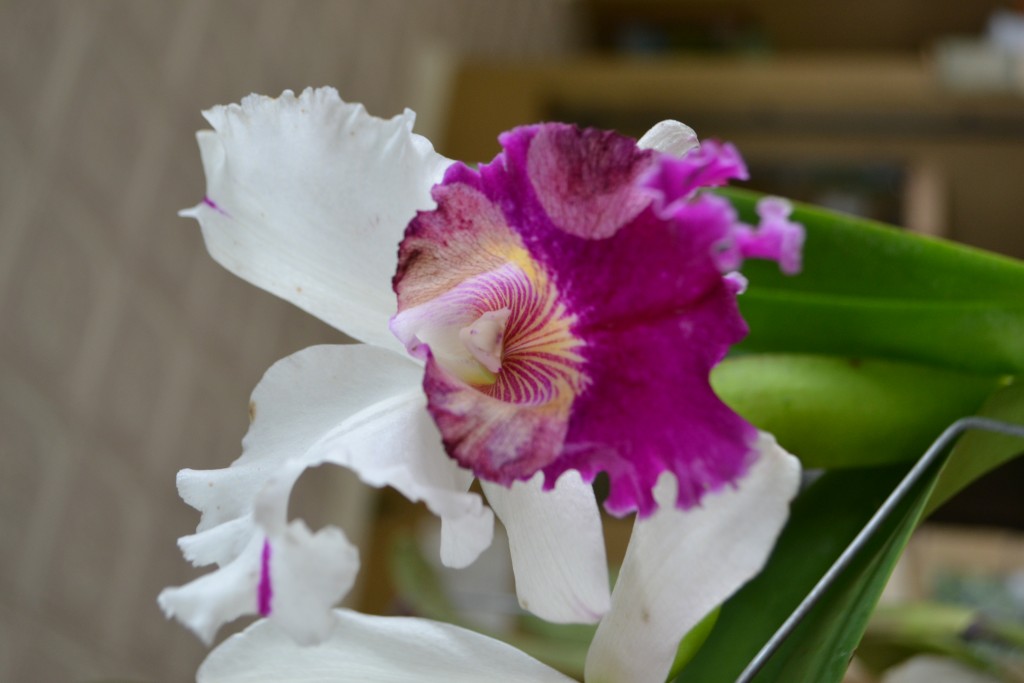 Foto: Orquideas de Costa Rica - Alajuela, Costa Rica