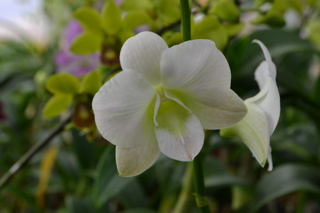 Foto: Orquideas de Costa Rica - Alajuela, Costa Rica