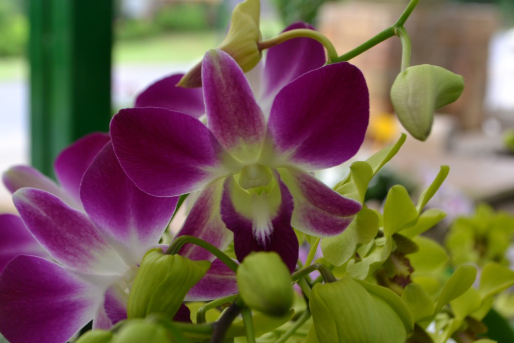 Foto: Orquideas de Costa Rica - Alajuela, Costa Rica