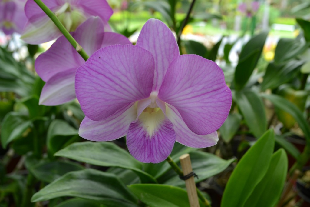 Foto: Orquideas de Costa Rica - Alajuela, Costa Rica