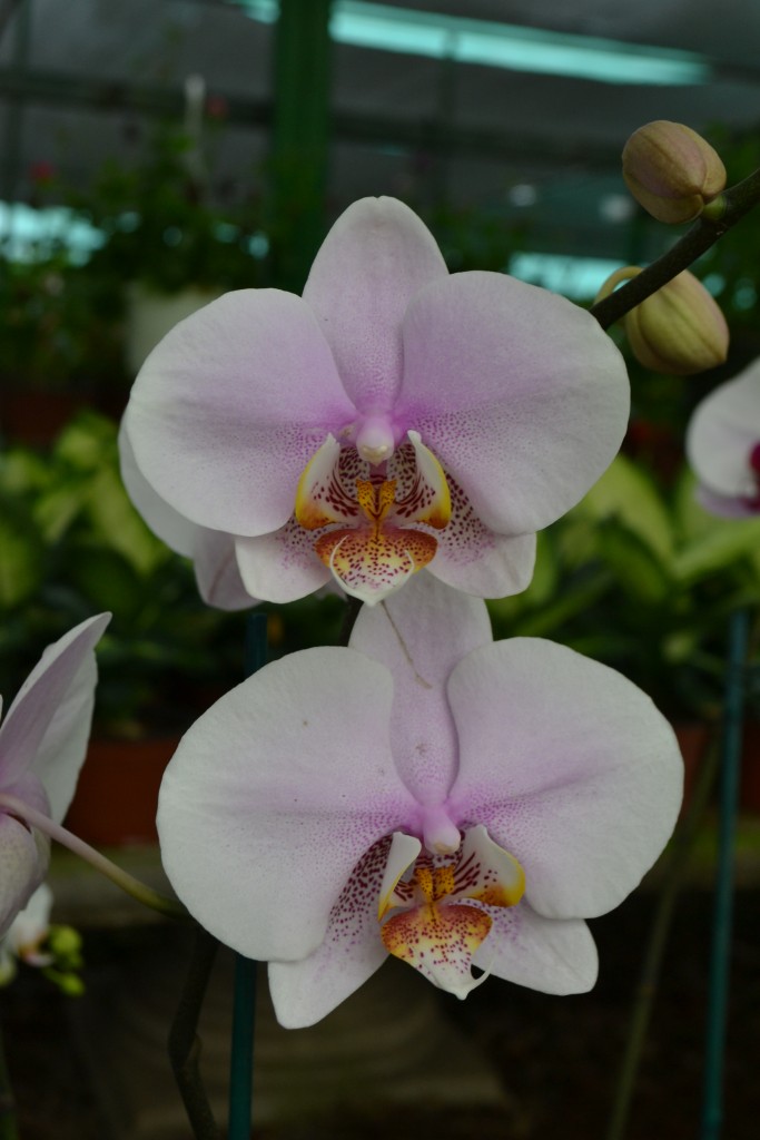 Foto: Orquideas de Costa Rica - Alajuela, Costa Rica