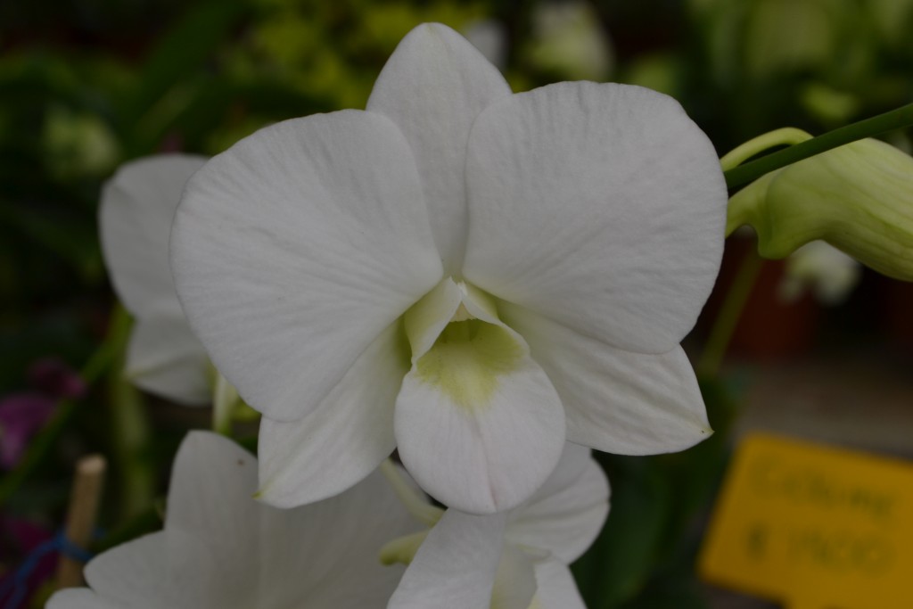 Foto: Orquideas de Costa Rica - Alajuela, Costa Rica