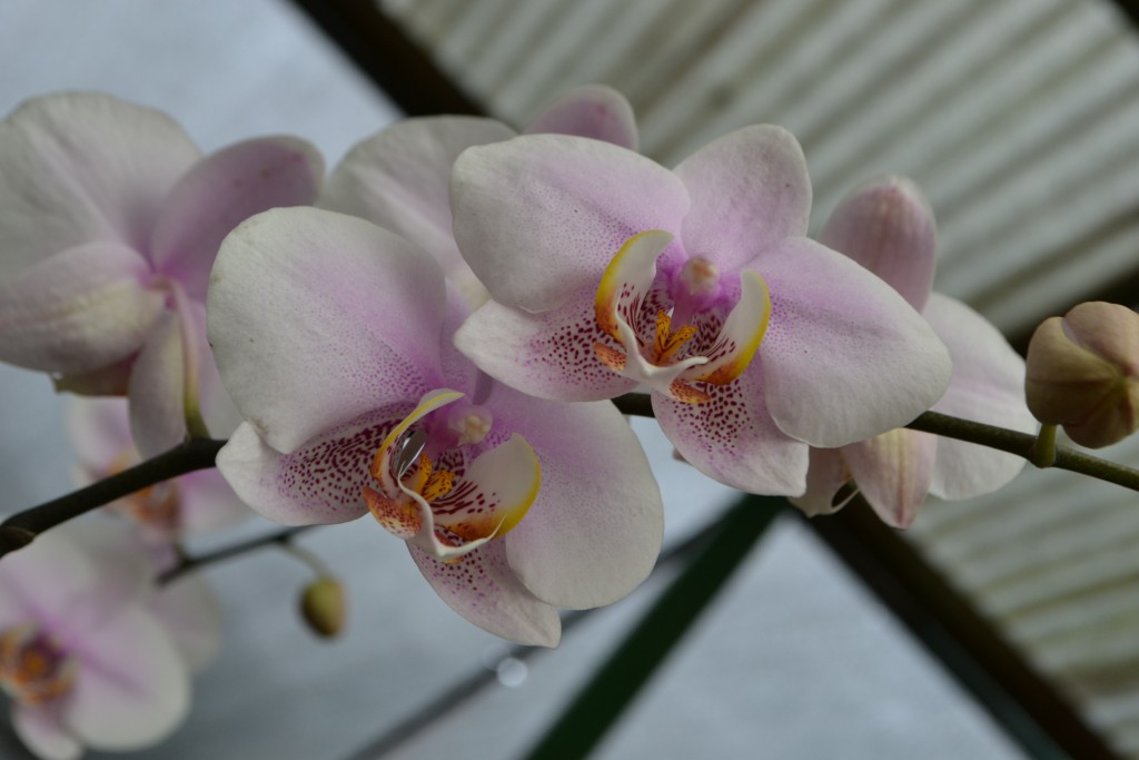 Foto: Orquideas de Costa Rica - Alajuela, Costa Rica