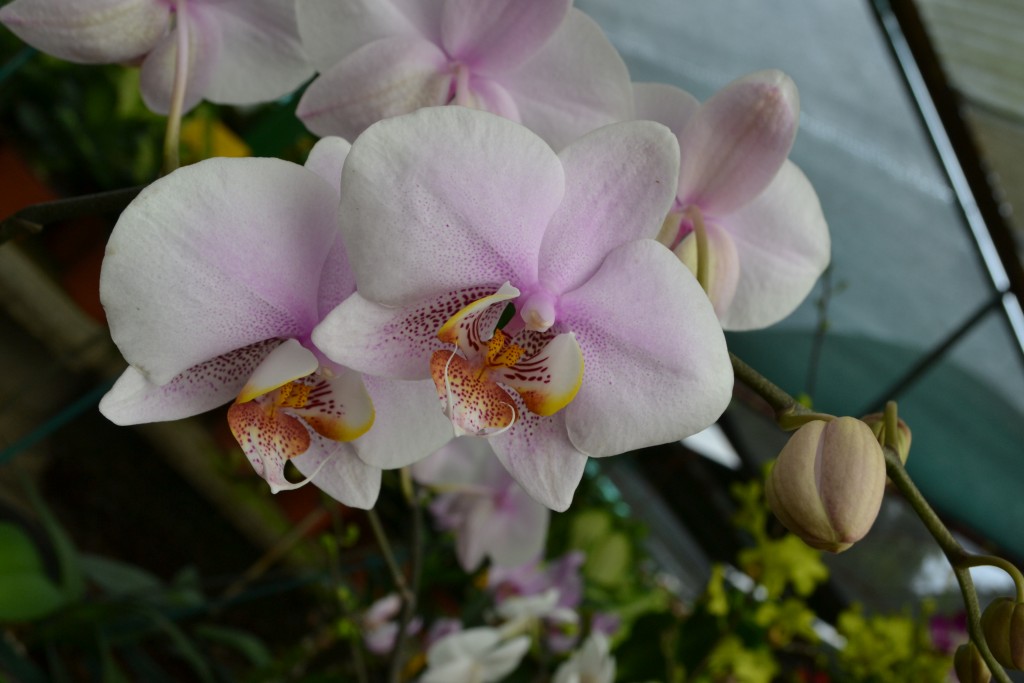 Foto: Orquideas de Costa Rica - Alajuela, Costa Rica