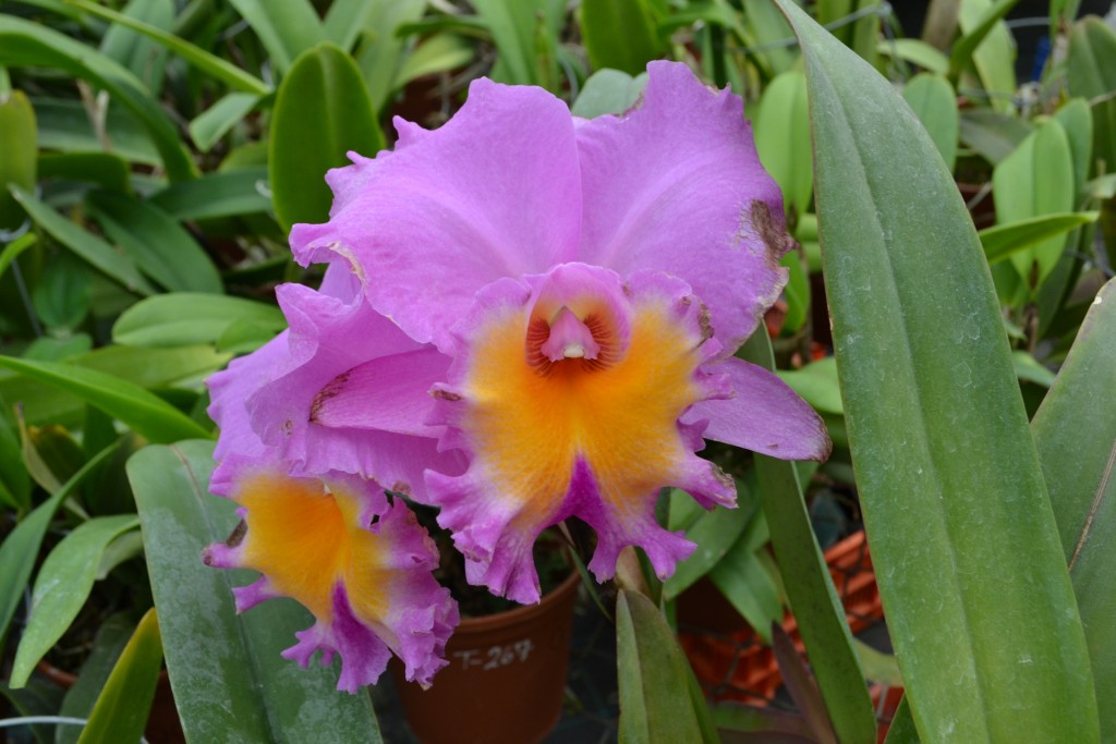 Foto: ORQUIDEAS DE COSTA RICA - Alajuela, Costa Rica