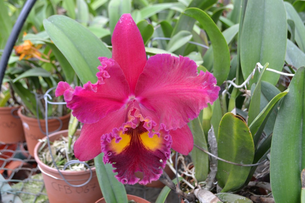 Foto: ORQUIDEAS DE COSTA RICA - Alajuela, Costa Rica